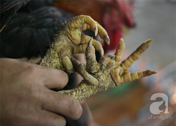 Đầu năm Dậu, cận cảnh những chú gà độc đáo, giá siêu đắt được săn lùng trong Tết này - Ảnh 13.