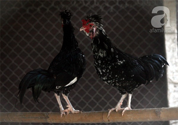 Đầu năm Dậu, cận cảnh những chú gà độc đáo, giá siêu đắt được săn lùng trong Tết này - Ảnh 15.