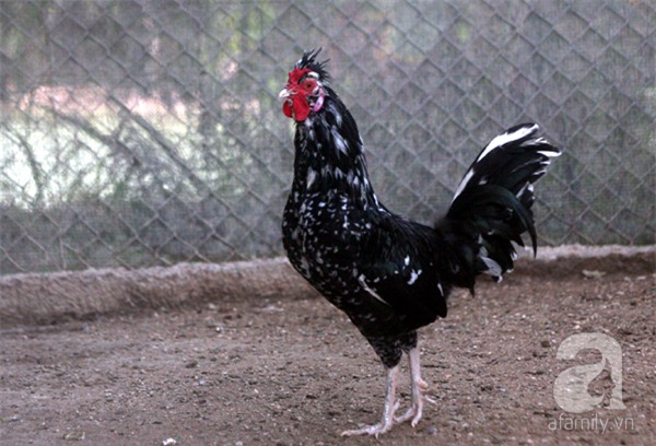 Đầu năm Dậu, cận cảnh những chú gà độc đáo, giá siêu đắt được săn lùng trong Tết này - Ảnh 16.