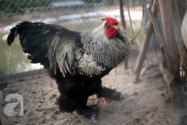 Đầu năm Dậu, cận cảnh những chú gà độc đáo, giá siêu đắt được săn lùng trong Tết này - Ảnh 23.