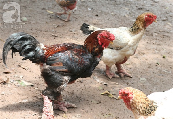 Đầu năm Dậu, cận cảnh những chú gà độc đáo, giá siêu đắt được săn lùng trong Tết này - Ảnh 26.