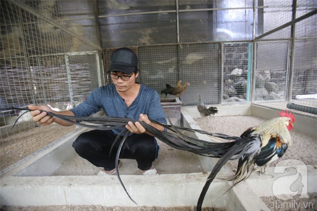 Đầu năm Dậu, cận cảnh những chú gà độc đáo, giá siêu đắt được săn lùng trong Tết này - Ảnh 4.