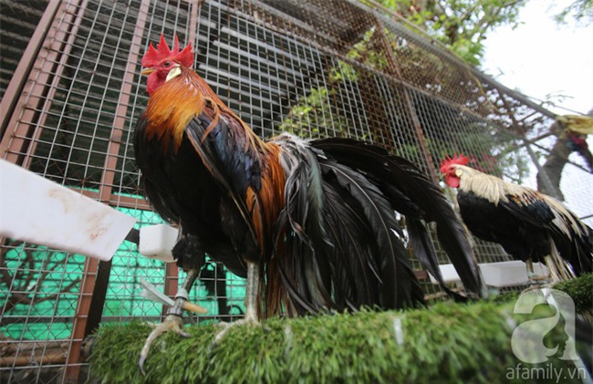 Đầu năm Dậu, cận cảnh những chú gà độc đáo, giá siêu đắt được săn lùng trong Tết này - Ảnh 7.