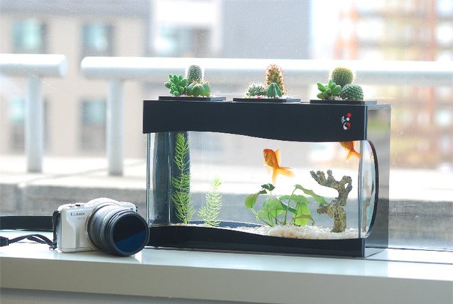 Năm Đinh Dậu – đặt thứ này trong nhà thì tiền dồi dào như nước, đếm mỏi cả tay - Ảnh 4.