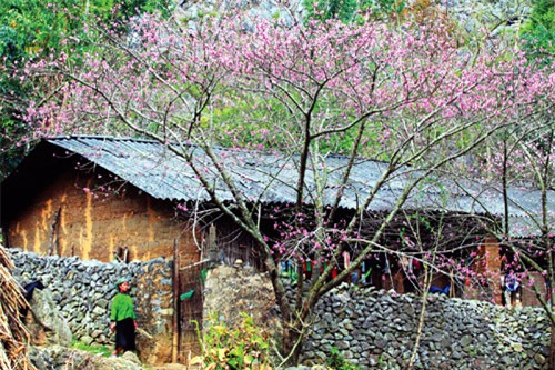 lac buoc vao xu so hoa dao tren cao nguyen dong van ngay xuan hinh anh 1