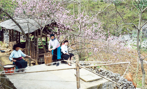 lac buoc vao xu so hoa dao tren cao nguyen dong van ngay xuan hinh anh 2