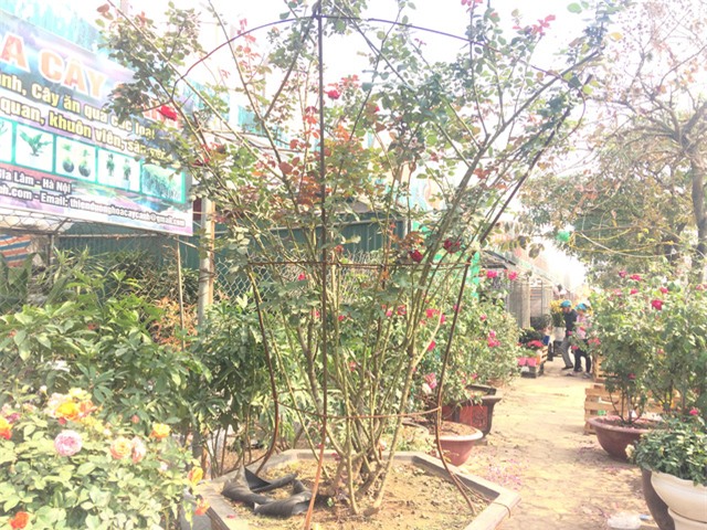 Độc đáo thú chơi hoa hồng cổ có giá hàng chục triệu đồng-1