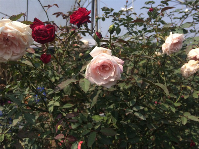 Độc đáo thú chơi hoa hồng cổ có giá hàng chục triệu đồng-2