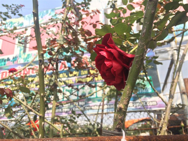 Độc đáo thú chơi hoa hồng cổ có giá hàng chục triệu đồng-3