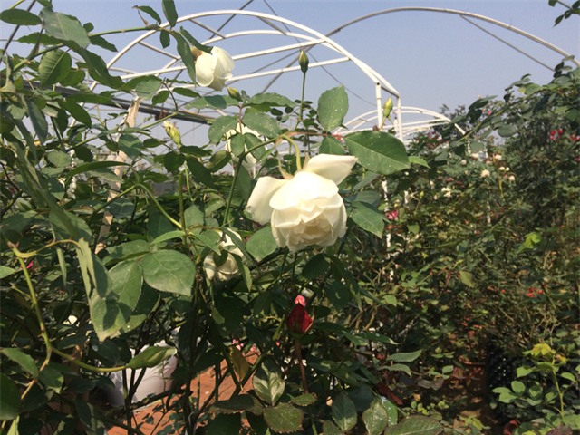 Độc đáo thú chơi hoa hồng cổ có giá hàng chục triệu đồng-4