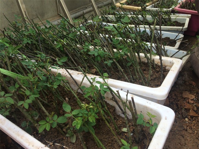 Độc đáo thú chơi hoa hồng cổ có giá hàng chục triệu đồng-5