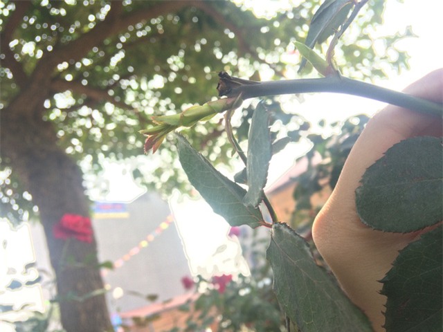 Độc đáo thú chơi hoa hồng cổ có giá hàng chục triệu đồng-6