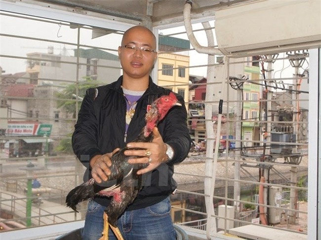 Con ga choi gia nua ty dong cua tay choi Ha Thanh hinh anh 1