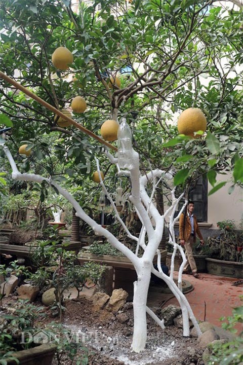 chuyen ve cay buoi dien dac biet gan tram nam tuoi hinh anh 1