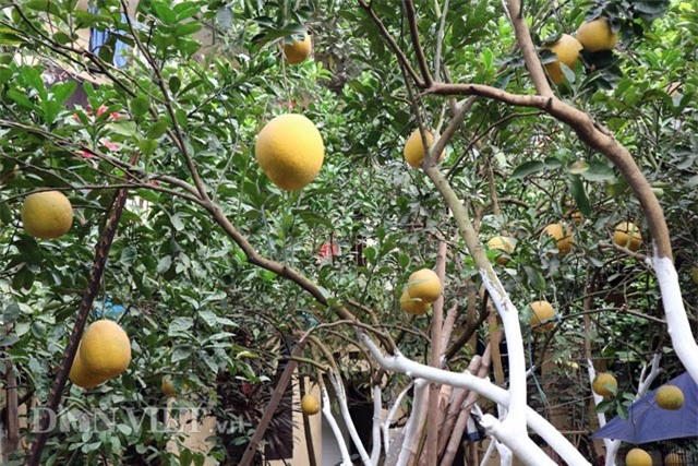 chuyen ve cay buoi dien dac biet gan tram nam tuoi hinh anh 2