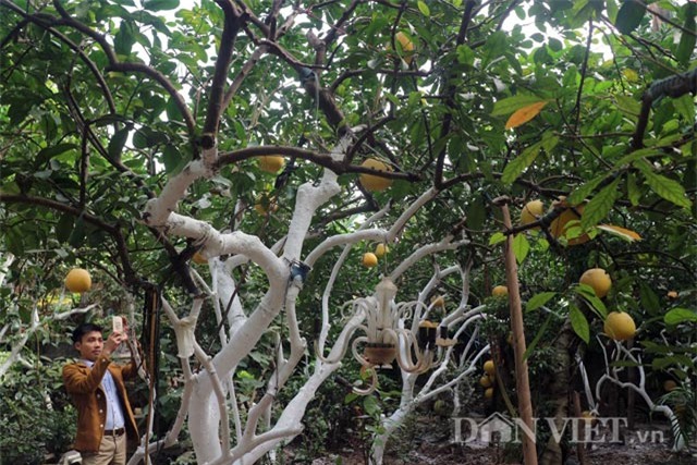 chuyen ve cay buoi dien dac biet gan tram nam tuoi hinh anh 3