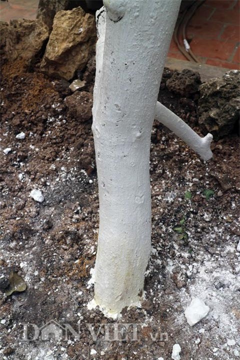 chuyen ve cay buoi dien dac biet gan tram nam tuoi hinh anh 4