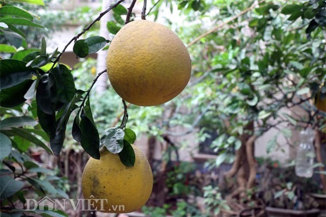 chuyen ve cay buoi dien dac biet gan tram nam tuoi hinh anh 5