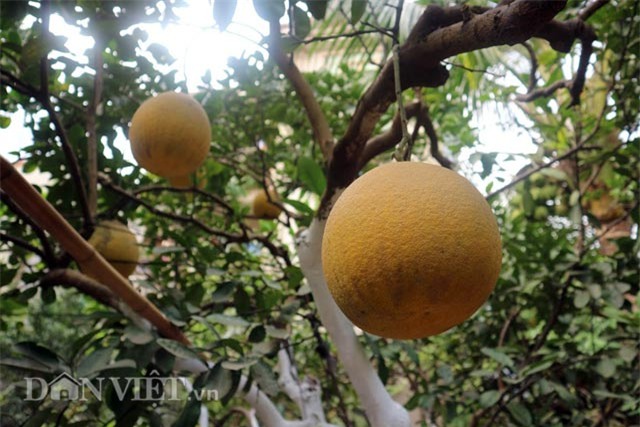 chuyen ve cay buoi dien dac biet gan tram nam tuoi hinh anh 6
