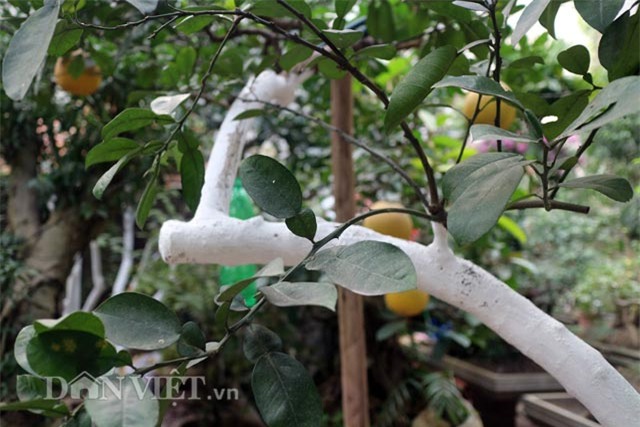 chuyen ve cay buoi dien dac biet gan tram nam tuoi hinh anh 7