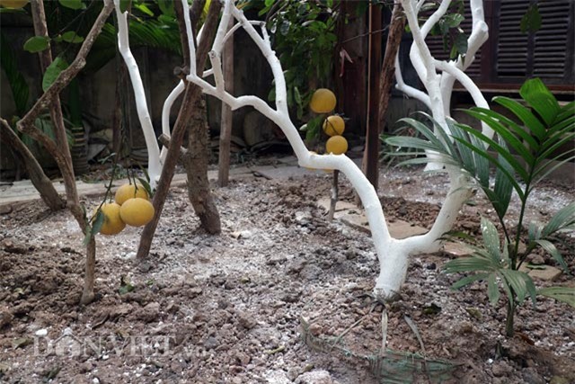 chuyen ve cay buoi dien dac biet gan tram nam tuoi hinh anh 10