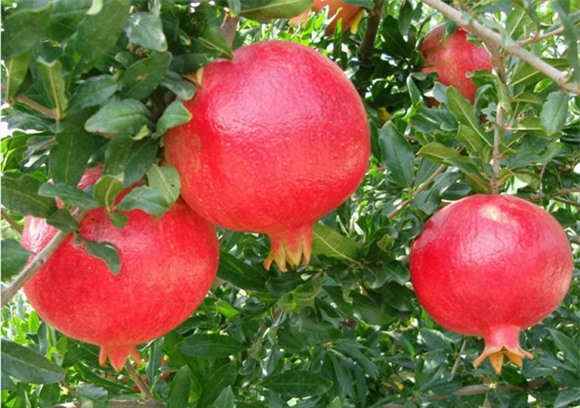 chống ung thư vú, quả cam, chanh, đu đủ, măng cụt, khoai lang, mận, táo,