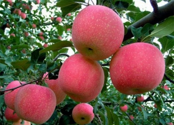 chống ung thư vú, quả cam, chanh, đu đủ, măng cụt, khoai lang, mận, táo,