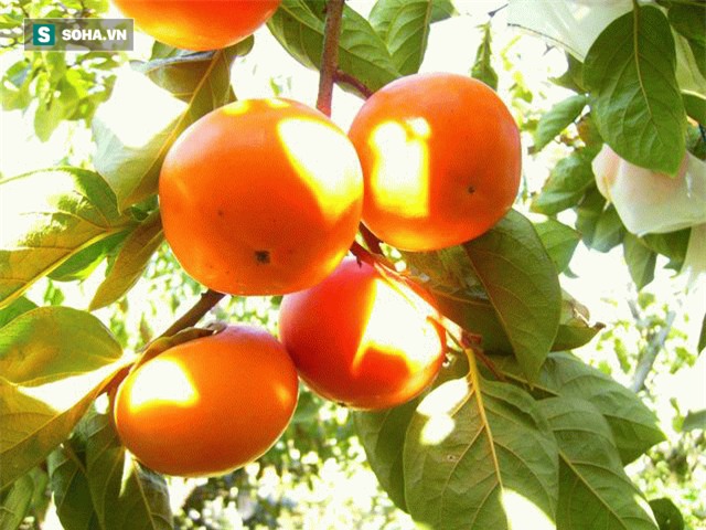 7 bí quyết rất hay của Đông y: Dùng thực phẩm để loại bỏ độc tố của thực phẩm - Ảnh 7.