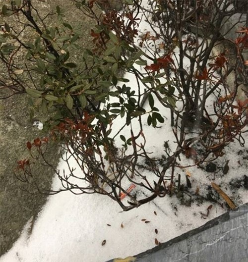 bat ngo xuat hien mua bang tai dinh fansipan sa pa - 7