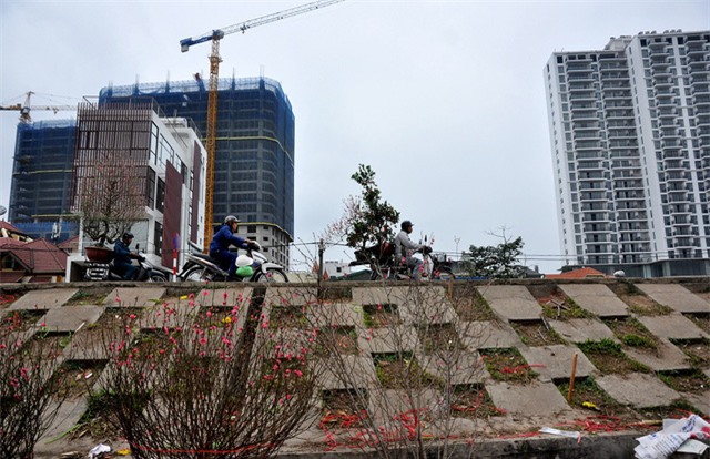 thu mua dao rung choi sau tet o ha noi hinh anh 1