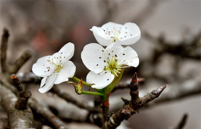 thu mua dao rung choi sau tet o ha noi hinh anh 10
