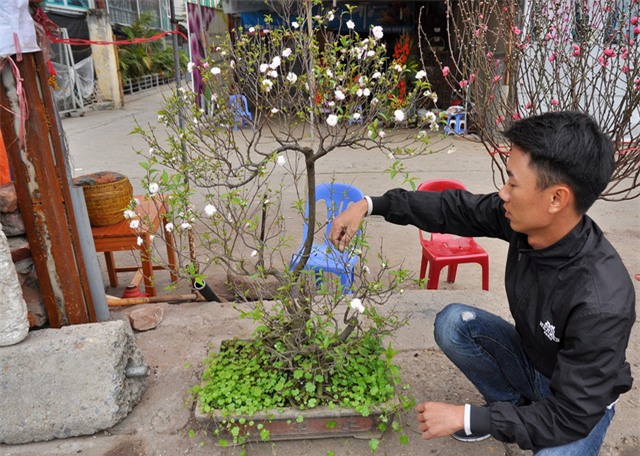 thu mua dao rung choi sau tet o ha noi hinh anh 11