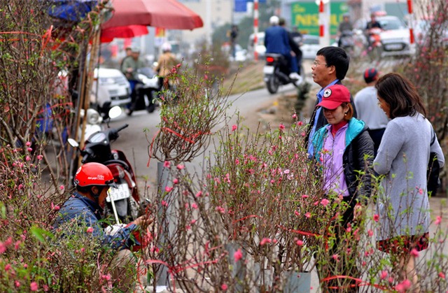 thu mua dao rung choi sau tet o ha noi hinh anh 2