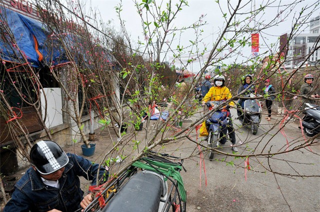 thu mua dao rung choi sau tet o ha noi hinh anh 3