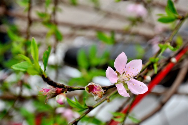 thu mua dao rung choi sau tet o ha noi hinh anh 5