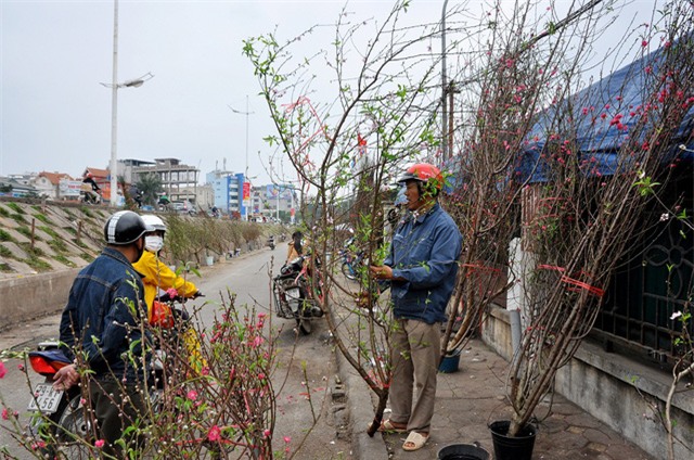 thu mua dao rung choi sau tet o ha noi hinh anh 7