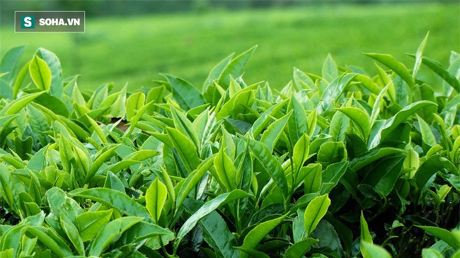 Những thực phẩm thanh lọc phổi tốt nhất: Mỗi gia đình nên bổ sung ngay vào thực đơn - Ảnh 1.