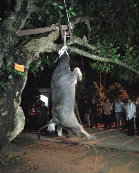 Hình ảnh con trâu bị treo cổ lên cây cho đến chết trong lễ hội ở Yên Bái gây xôn xao - Ảnh 2.