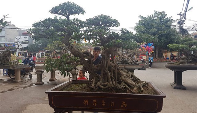 Cây sanh trực huyền gần 100 năm tuổi có giá lên tới hàng trăm triệu đồng