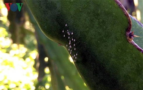 ro tin don ve hoa uu dam 3000 nam no tren tuong phat o binh thuan hinh 2