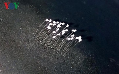 ro tin don ve hoa uu dam 3000 nam no tren tuong phat o binh thuan hinh 5