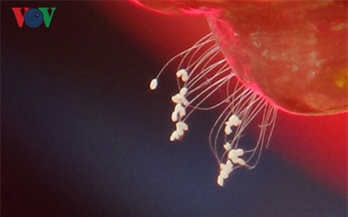 ro tin don ve hoa uu dam 3000 nam no tren tuong phat o binh thuan hinh 6