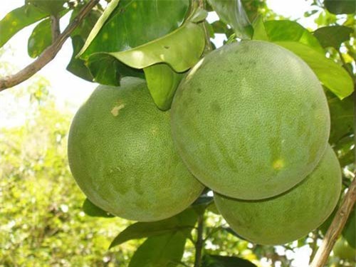 luoc buoi len lay nuoc uong ban se ngac nhien vi dau tuan 55kg cuoi tuan 45kg - 1