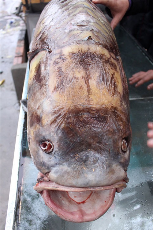 Đại gia mê nhậu, cá quý trăm triệu ùn ùn về Hà Nội