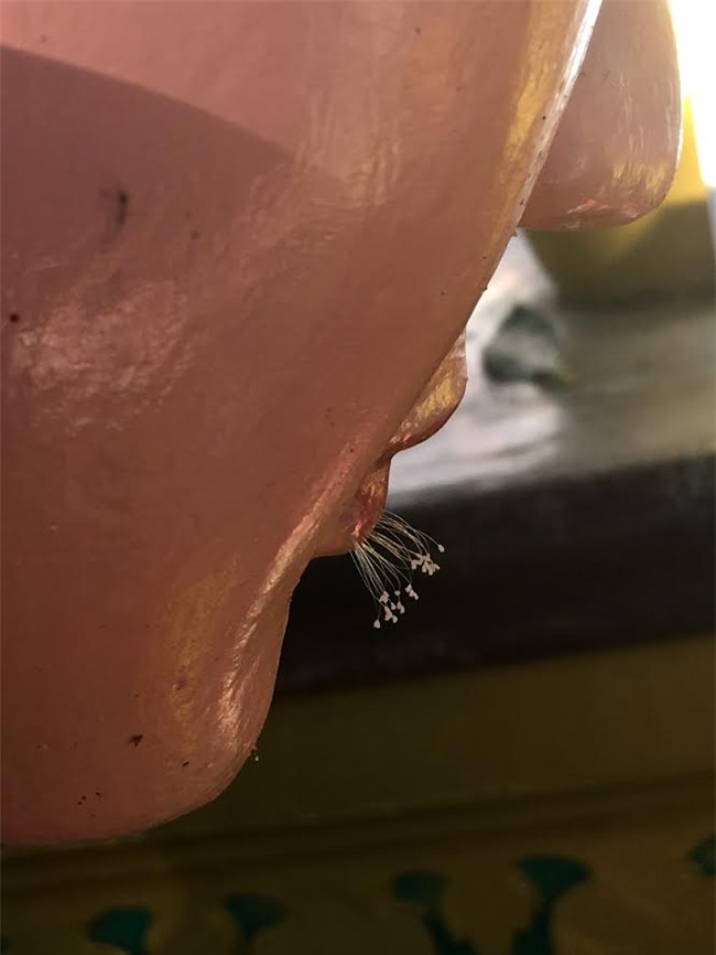 Sự thật hoa Ưu đàm “3.000 năm” nở trên tượng Phật ở Bình Thuận