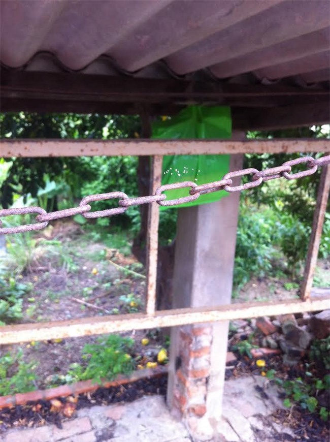 Sự thật hoa Ưu đàm “3.000 năm” nở trên tượng Phật ở Bình Thuận