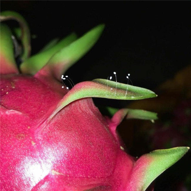 Sự thật hoa Ưu đàm “3.000 năm” nở trên tượng Phật ở Bình Thuận