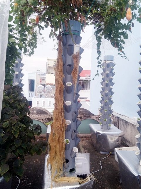 Vô địch Sài thành: 1m² thu 40kg rau sạch là... chuyện thường