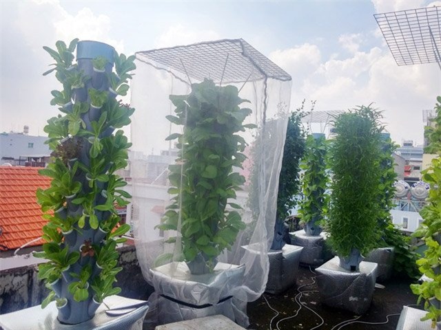 Vô địch Sài thành: 1m² thu 40kg rau sạch là... chuyện thường