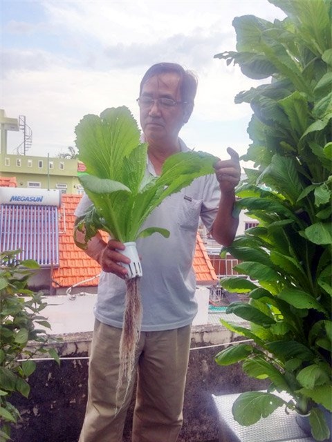 Vô địch Sài thành: 1m² thu 40kg rau sạch là... chuyện thường